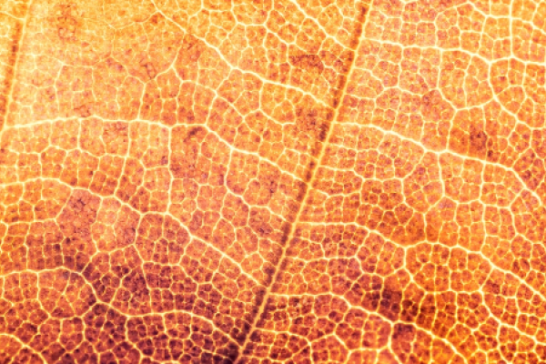 Veins of a yellow dead tree leaf
